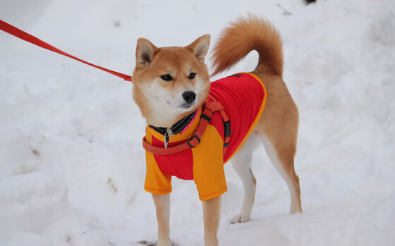九游娱乐-“智能数据分析助力球队战术更迭，比赛更加激烈精彩”，球队 数据 分析