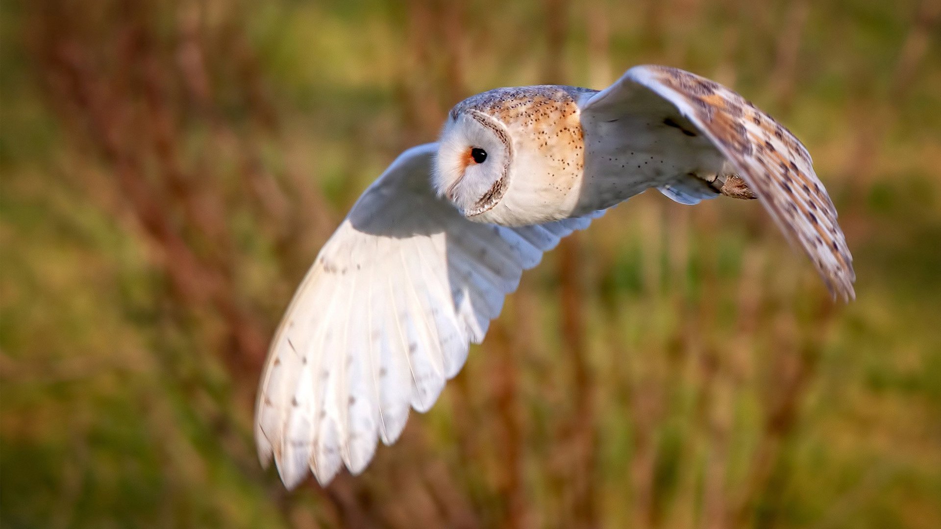 九游游戏中心官网-国家游泳队成绩稳步提升，国家游泳队选拔