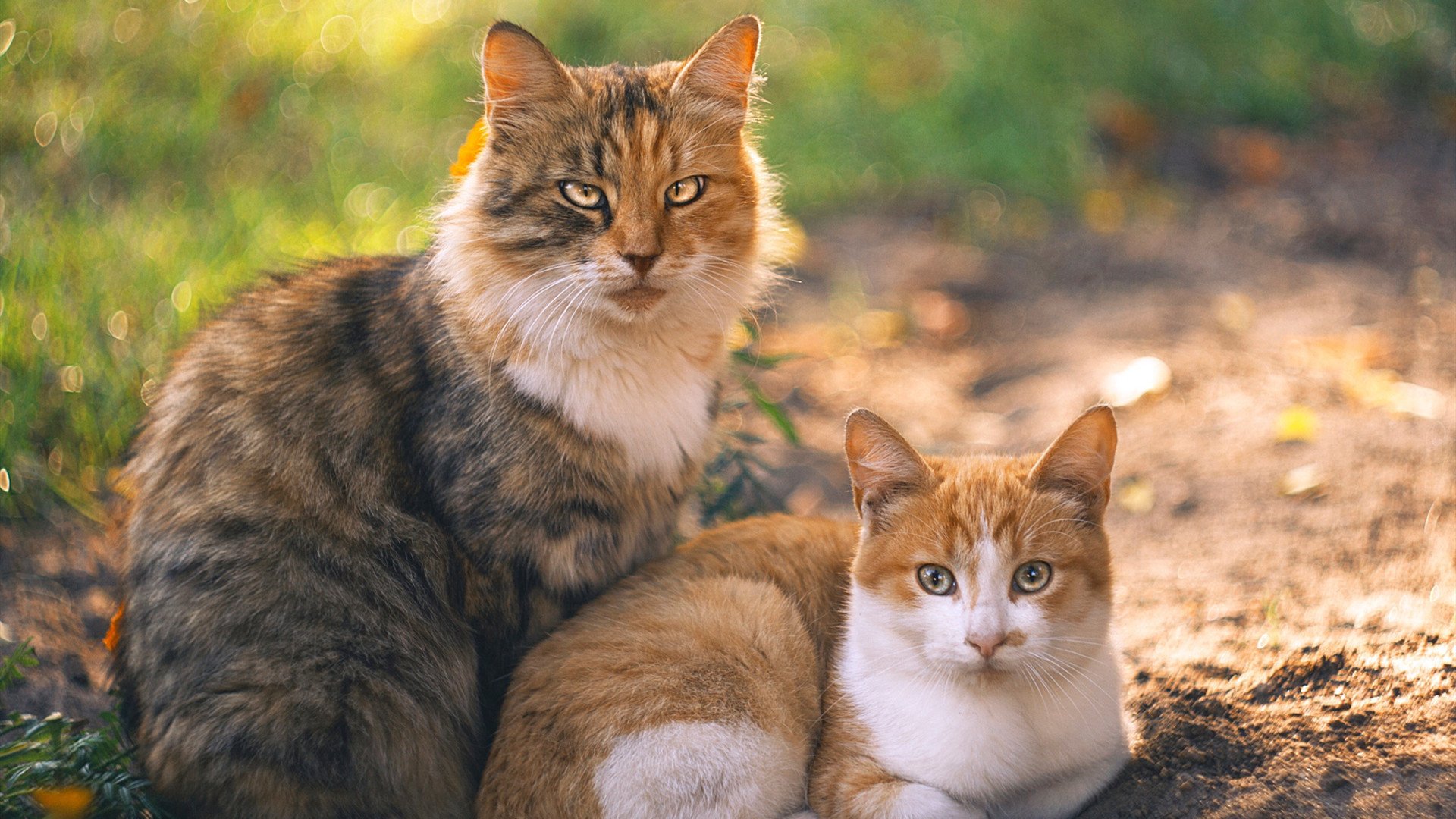 Jiu You-守望先锋 俱乐部扩军助力战队扩张，守望先锋战队队员