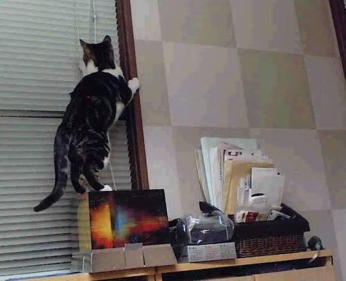 Jiu You-未来科技：区块链和智能合约推动联盟交易透明化，未来是区块链的时代