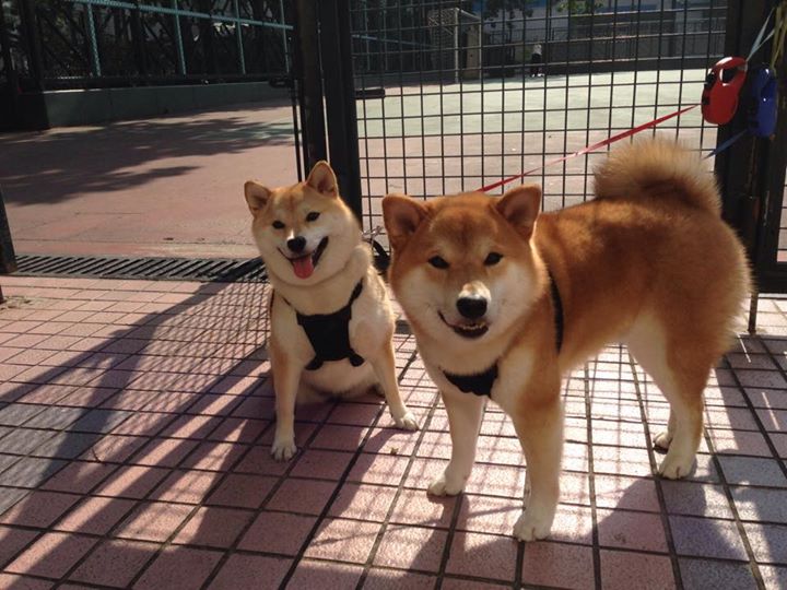 九游官网pc-电动化浪潮：F1如何迈向绿色未来？，电动f1方程式赛车攻击模式