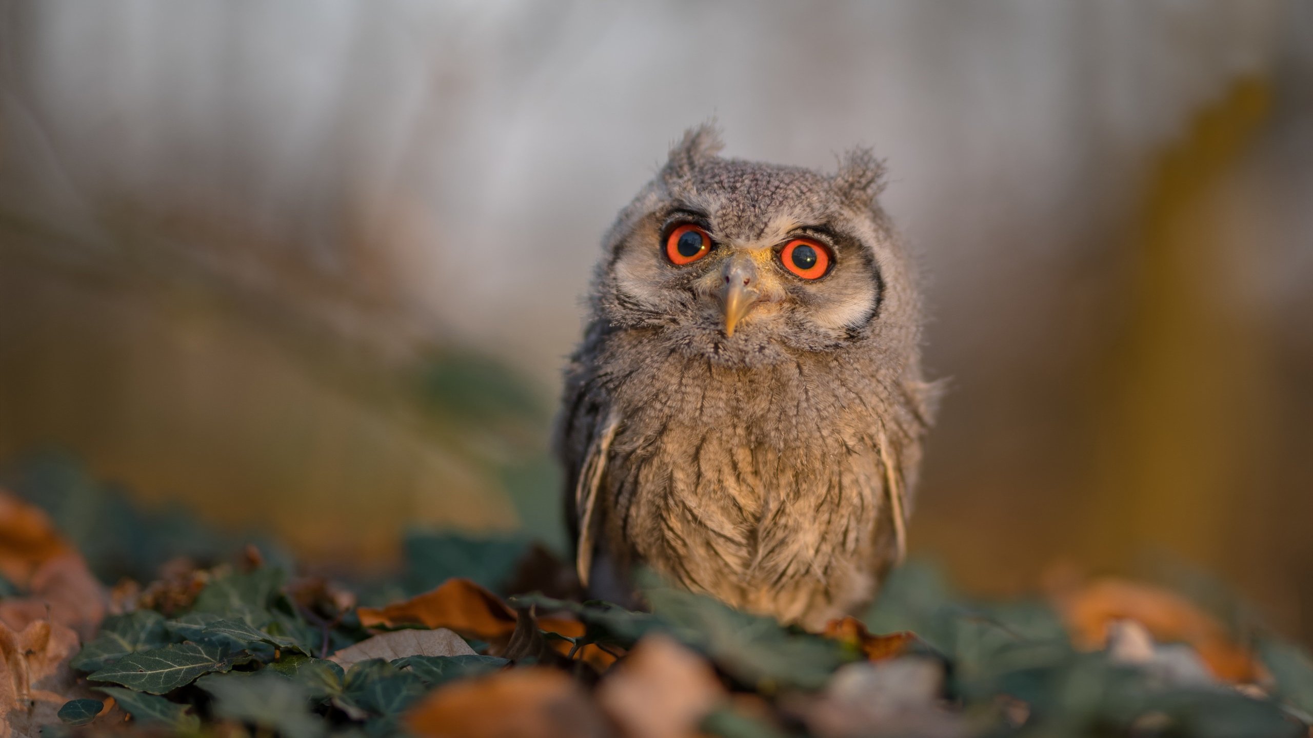 九游电脑版-印度乒乓赛制未来展望：提升技术、优化赛程，印度乒乓球员