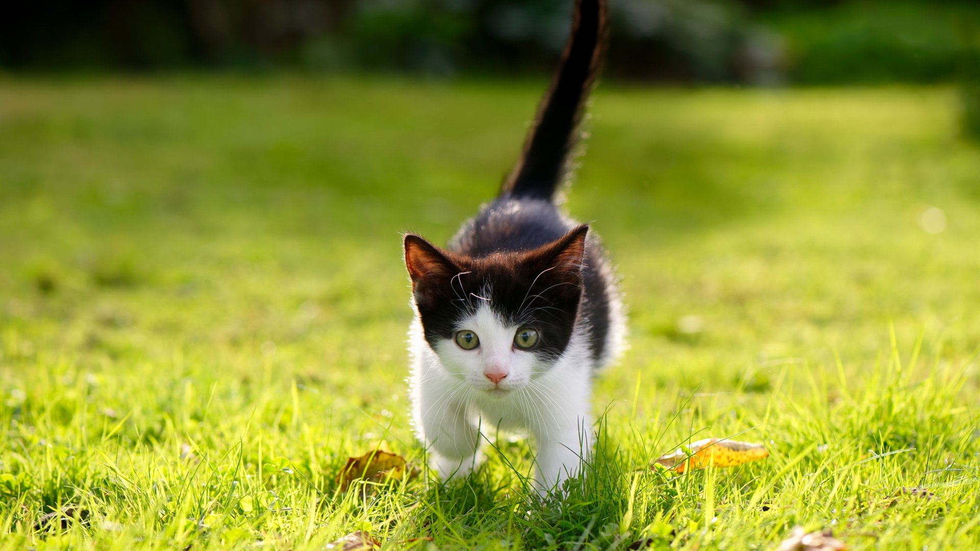 九游娱乐APP-“马丁·高尔西的强势崛起，成为阿根廷美洲狮队的未来支柱”