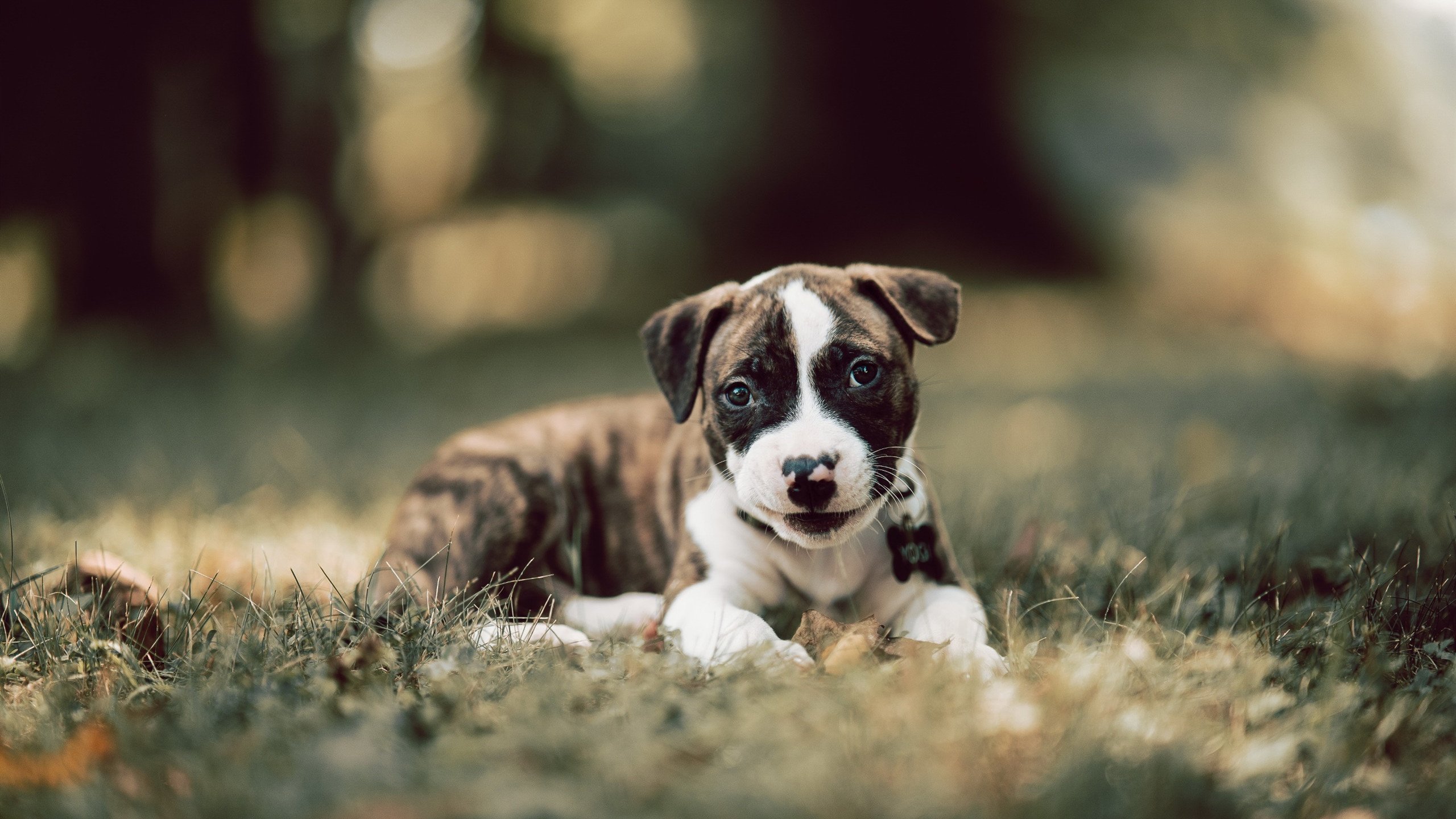 九游下载安装-运动员权益组织成立,保障职业生涯后顾无忧,运动员义务